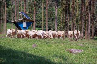 Gado pasta em sistema de integração pecuária-florestas; presença de bosques minimiza os efeitos do frio. (Fotos: Arquivo/Embrapa)