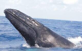 As baleias encantam os turistas com saltos e acrobacias. A jornada delas começou em junho e vai até novembro (Foto: Reprodução)