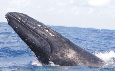 Está aberta a temporada de avistamento de baleias no Brasil 