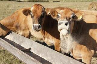 Vacas em lactação recebem suplementos no cocho; estratégia evita perda de peso