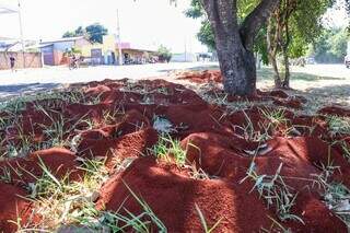 Trecho lotado de formigueiros em canteiro da Av. Lúdio Martins Coelho (Foto: Henrique Kawaminami)