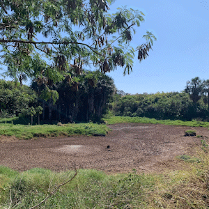 Seca faz lagoa do Água Limpa "sumir" completamente em Campo Grande
