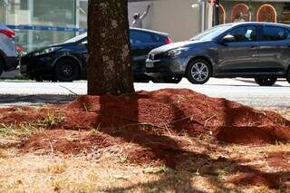 Trecho da Avenida Afonso Pena com ninhos de formiga próximo de árvore. (Foto: Henrique Kawaminami)