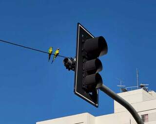 Dois periquitos parados em cima da fiação de semáforo (Foto: Divulgação/Agetran)