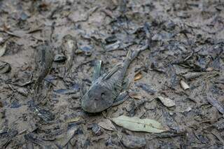 Peixe morto no leito Rio da Prata, vítima da escassez hídrica. (Foto: Paulo Francis)