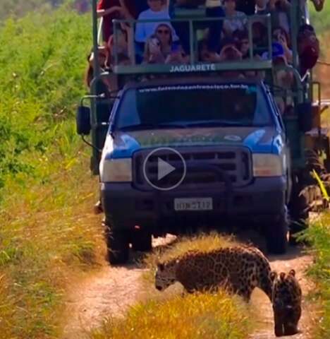 On&ccedil;as chegam perto e emocionam turistas que d&atilde;o sorte no Pantanal