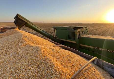 Apesar da colheita mais adiantada, comercialização do milho é lenta em MS