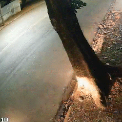Vídeo mostra pancada de carro em árvore na Avenida Tamandaré