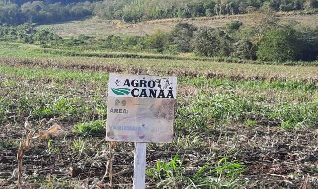 Ag&ecirc;ncia paraguaia encontra ro&ccedil;as de maconha em fazenda de empres&aacute;rio preso