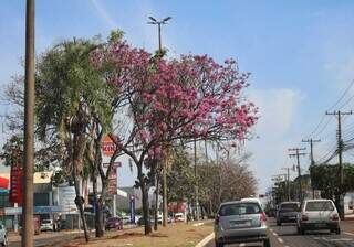 Ipê floriu na Avenida Mato Grosso num tom de rosa mais puxado para o roxo (Foto: Osmar Veiga)