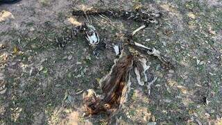 Restos mortais da onça parda que foi abatida por caçadores, em uma fazenda localizada na divisa dos municípios de Caracol e Porto Murtinho (Foto: PMA/MS)