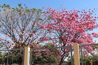 Ipês embelezam Parque Elias Gadia, na Capital, com tons de rosa diferentes (Foto: Osmar Veiga)