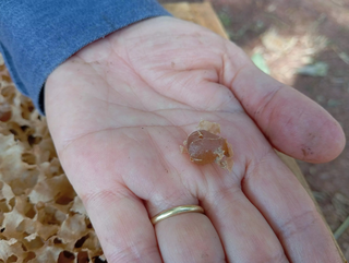 Favo de mel retirado de melgueira de abelhas Marmelada (Foto: Idaicy Solano)