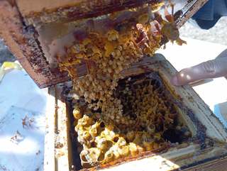 Interior de ninho de abelhas pet (Foto: Idaicy Solano)