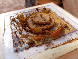 Ninho de abelhas Jateí criadas no meliponario do Parque das Nações Indígenas (Foto: Idaicy Solano)