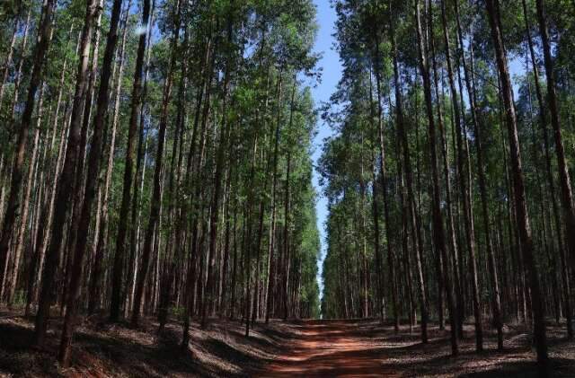 Projeto florestal de R$ 282 milh&otilde;es vai come&ccedil;ar por Mato Grosso do Sul 