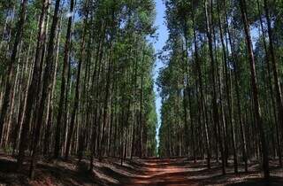 Área plantada com eucalipto em Mato Grosso do Sul (Foto: Álvaro Rezende)