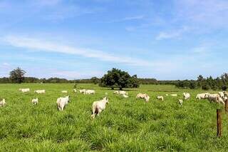 Rebanho bovino criado a pasto em propriedade rural; aprimorar a pastagem contribui para melhor produtividade. (Foto: Divulgação/Embrapa)