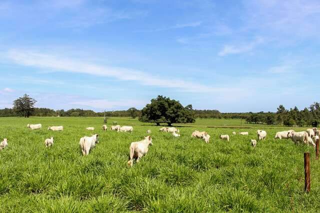 Práticas de manejo de pastagem permitem aumento na produção de carne