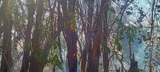 Fogo chega a árvores nas margens da Rua Xaxim, no Bairro Jardim Anache (Foto: Direto das Ruas)