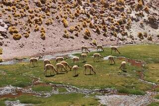 Grupo de guanacos, animais típicos da região do Atacama, sempre atrativos para os turistas (Foto: Reprodução)