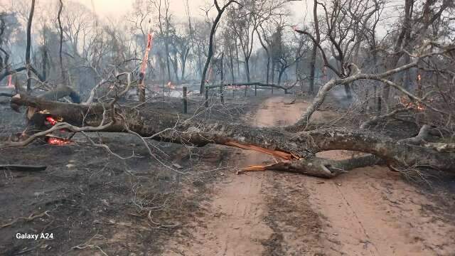 Fogo vindo da Bol&iacute;via cruza fronteira e chega ao Pantanal de Mato Grosso do Sul