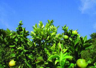 Laranjal afetado pelo greening; aplicação de nanopesticidas pode ser muito mais eficaz em comparação com os pesticidas já existentes. (Foto: Divulgação/Embrapa)
