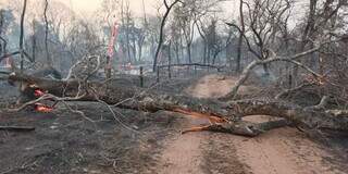 Área queimada na fronteira Brasil-Bolívia (Foto: Divulgação/Instituto Homem Pantaneiro)