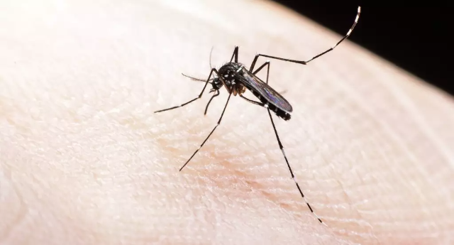 Mato Grosso do Sul completa tr&ecirc;s semanas sem mortes por dengue