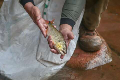 Inédito e emocionante: peixes que morreriam asfixiados são salvos em rio