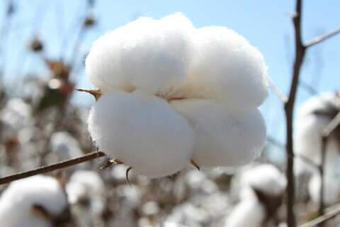 Tempo ajuda e colheita do algodão em MS avança e ultrapassa os 76%