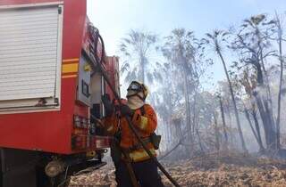 Bombeiro puxando mangueira para apagar fogo em área do Pantanal (Foto: Álvaro Rezende)
