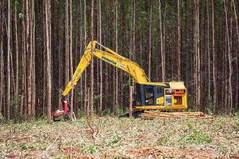 Em Mato Grosso do Sul, Suzano conclui transação de R$ 2,12 bilhões em florestas 