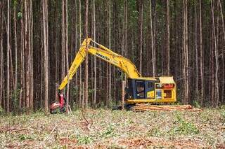 Máquina colhe madeira em floresta de eucalipto da empresa (Foto: Divulgação/Suzano)