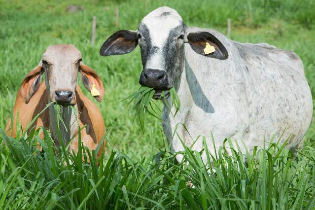 Em 5 anos, programa recupera 16,8 mil hectares de pastagens degradadas em MS 