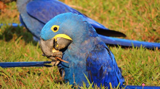 Araras-azuis que moram e se reproduzem na Caiman, sob supervisão de instituto (Foto: Divulgação/Instituto Arara Azul)