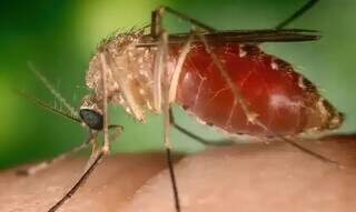O mosquito Culicoides paraenses é um dos principais vetores da Febre do Oropouche (Foto: Divulgação/Conselho Federaç de Farmácia)