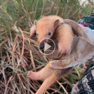 Filhote de tamanduá-mirim é resgatado agarrado ao corpo da mãe morta