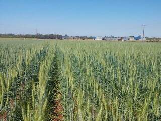 Área cultivada com trigo em propriedade agrícola na região Sul de MS. (Foto: Divulgação/Embrapa-CPAO)