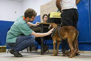 Cão ganha carinho antes de ser antendido em ação da Subea no Jardim Canguru (Foto: Henrique Kawaminami/Arquivo)