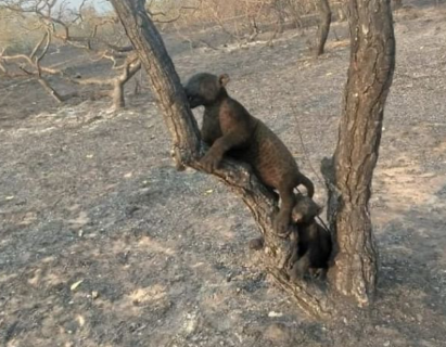 Filhotes de on&ccedil;a-pintada s&atilde;o encontrados carbonizados em fazenda no Pantanal 