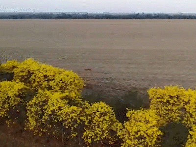 Plantação de 500 ipês-amarelos volta a emocionar visitantes de fazenda