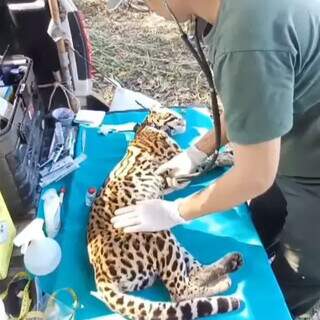 Tarumã, felina capturada pelo projeto para monitoramento (Foto: Projeto Jaguatiricas)