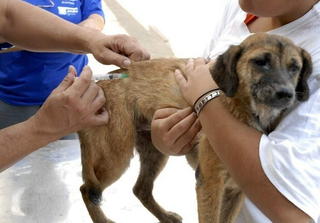 Cão SRD (sem raça definida) é vacinado com dose antirrábica, em Campo Grande. (Foto: Arquivo/Campo Grande News)