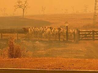 Rebanho em meio a área queimada (Foto: Direto das Ruas)