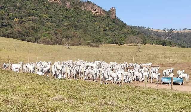 Sequestro de bezerros reduz custos e aumenta lucro na pecuária de corte 