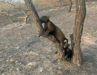 On&ccedil;a que &ldquo;ousou&rdquo; sobreviver &agrave;s chamas leva vida sem sequelas no Pantanal