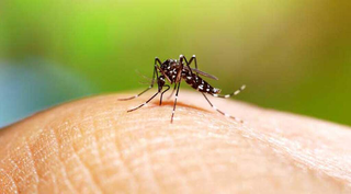 O mosquito da espécie Aedes aegypti, que transmite a dengue, a chikungunya e também a zika. (Foto: Arquivo/Ministério da Saúde)