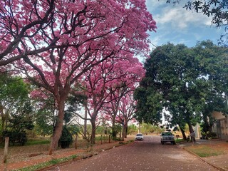 Rua Monte Azul ficou rosa com os ipês floridos nesta quarta-feira (07). (Foto: Jairton Costa)