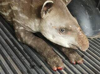 O filhote de anta quando foi resgatado, entre Bonito e Bodoquena (Foto: Divulgação)